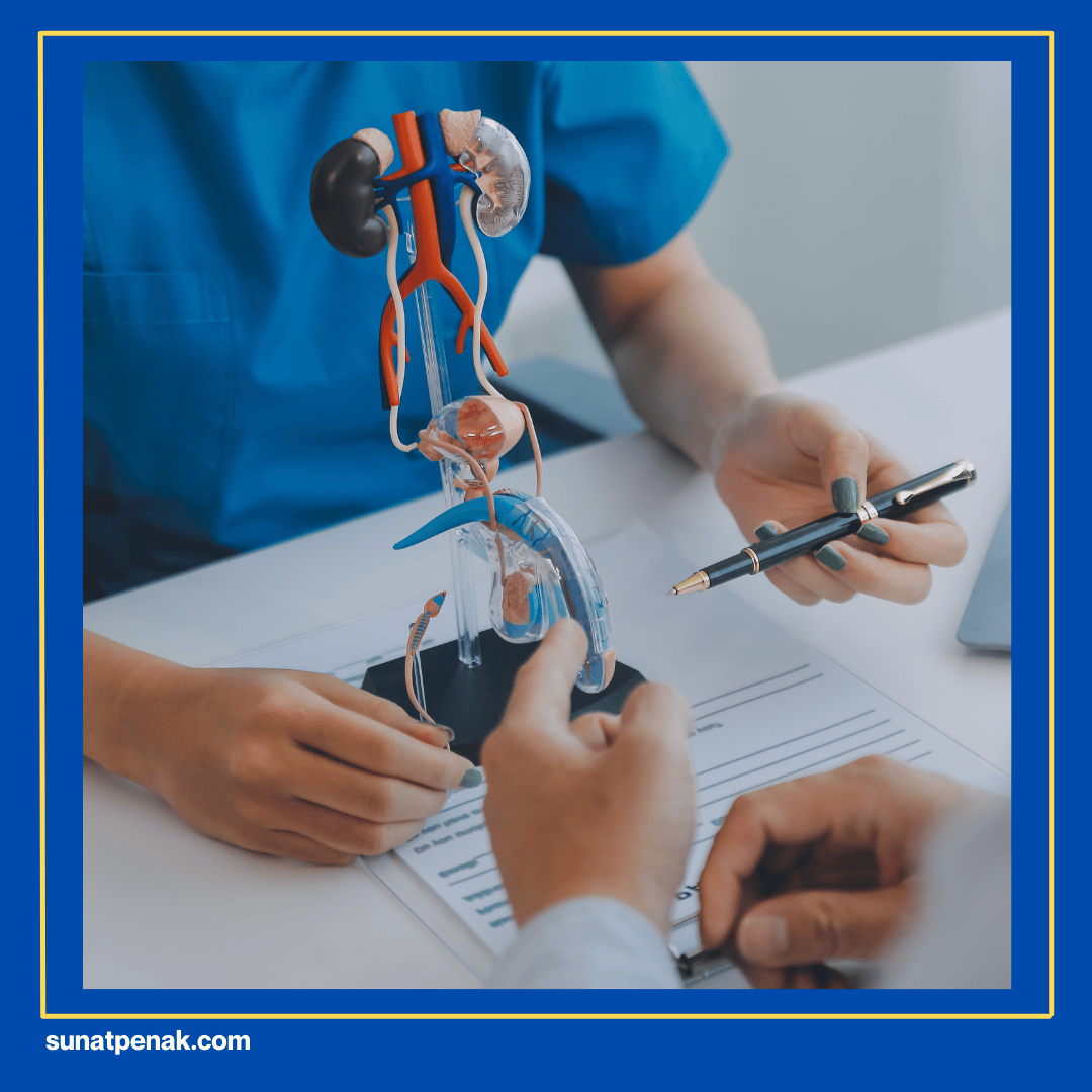 Berperan Sebagai Zona Erotis