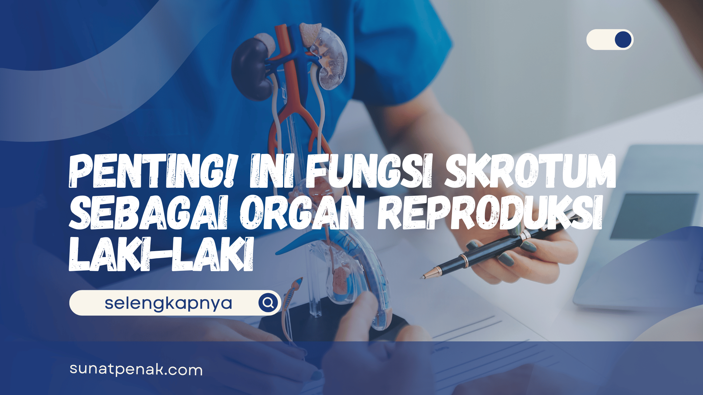 Fungsi Skrotum sebagai Organ Reproduksi Laki-Laki